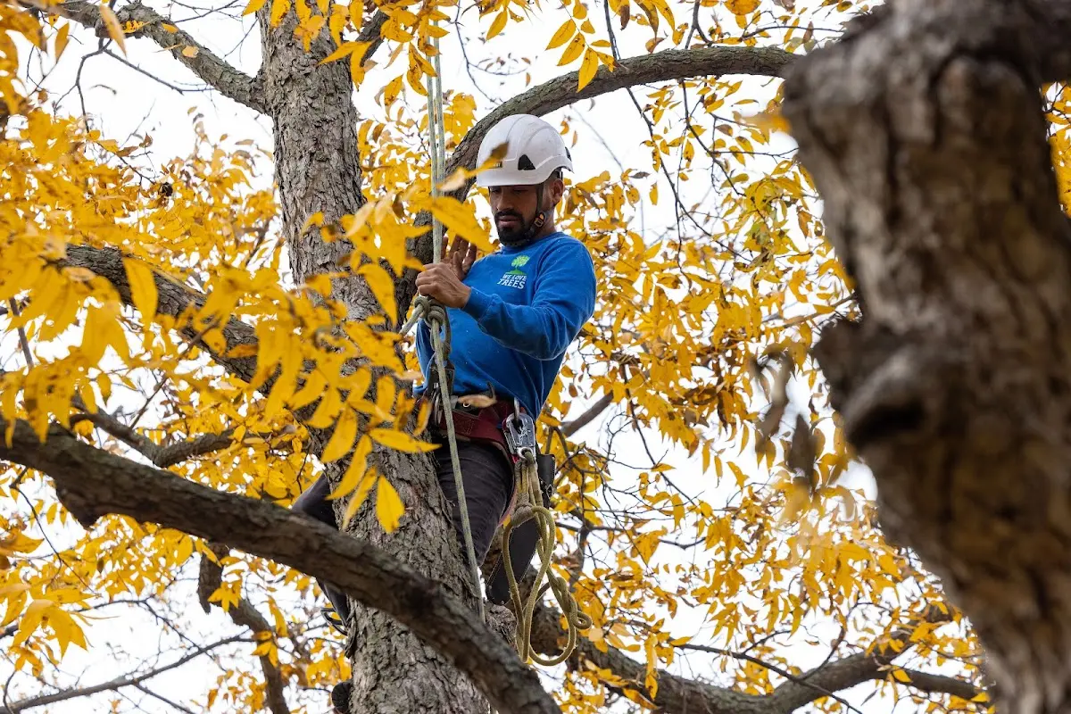 Skilled Storm Damage Cleanup crew working in Mistletoe