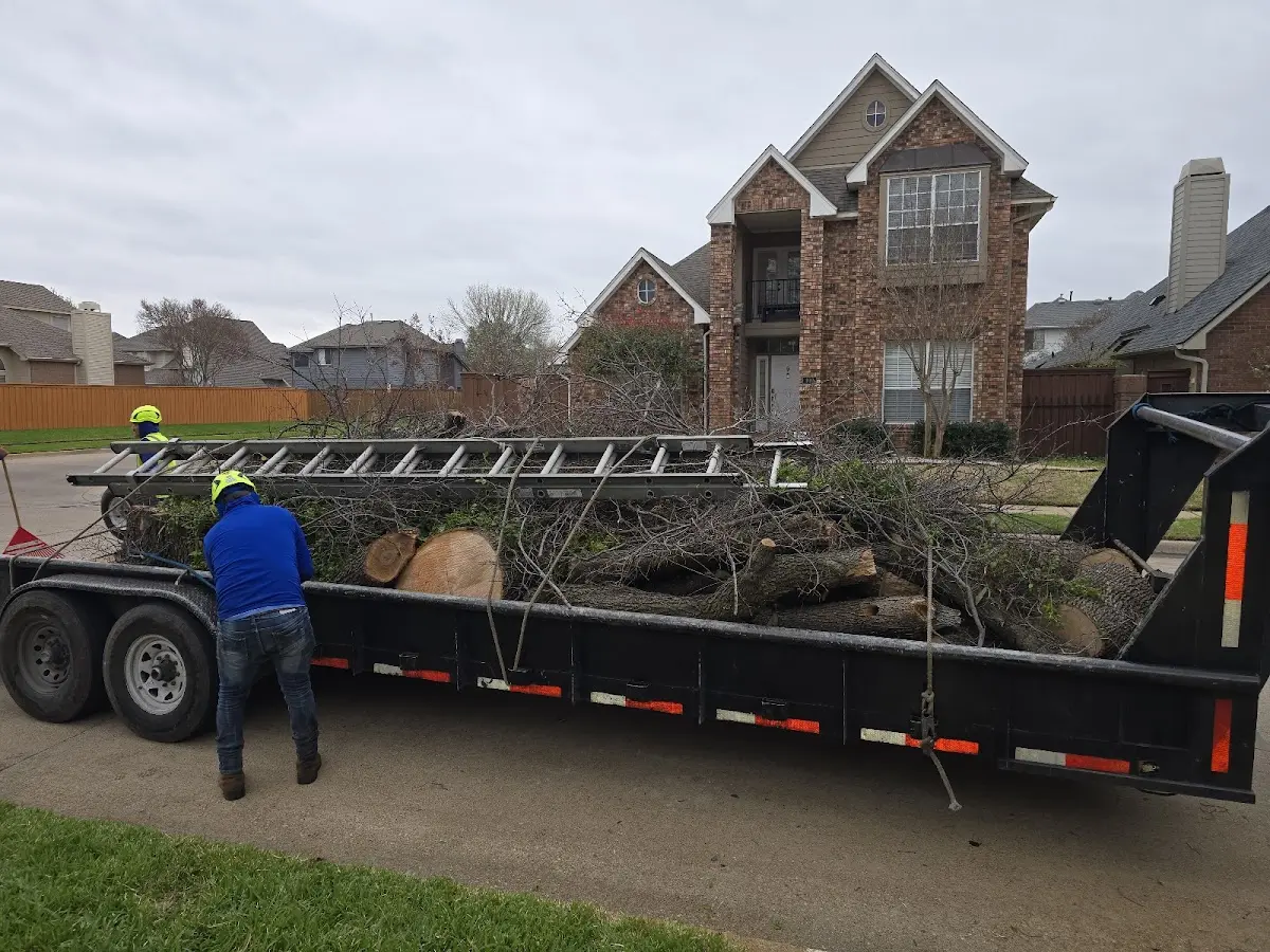 Expert Tree Removal with proper safety equipment in Mistletoe